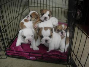 adorableenglishbulldogpuppiesforadoption