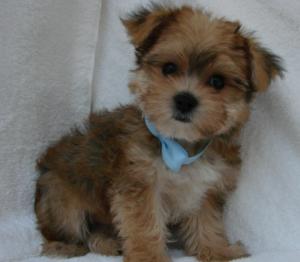 lovelyyorkiepuppiesforfreeadoption