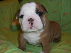 MaleandFemaleEnglishBulldogPuppiesForFREET