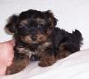 cutexmasteacupyorkiesforfreeadoption