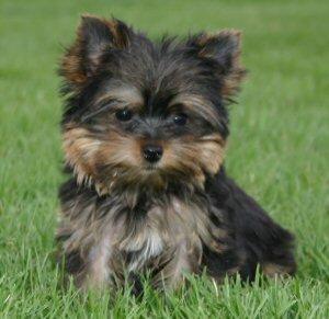 yorkiepups