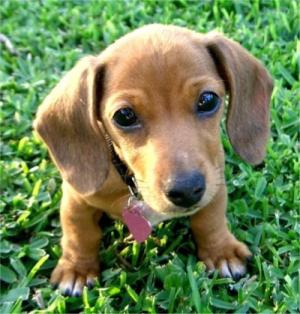 DACHSHUNDFORSALE