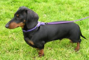 swetdachshundforsale