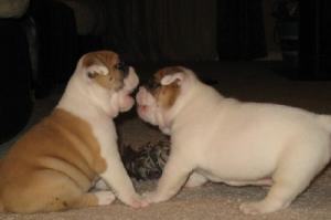 Weekoldenlishbulldogpups