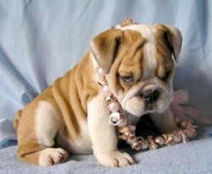 playfulbulldogforadoption