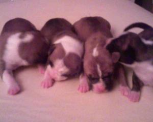 americanpitbullpuppies