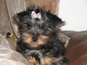 TinyToyYorkiepuppiesReadyforXmas