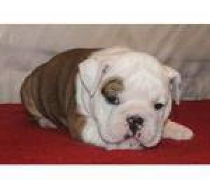 QualityEnglishbulldogpuppies