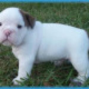 ENGLISHBULLDOGPUPPYFORADOPTION