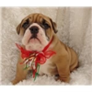 ADORABLEENGLISHBULLDOGFORADOPTION