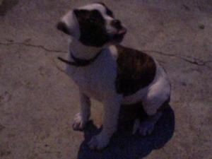 WorkingBullyFemaleAmericanBulldogPuppy