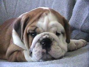 ENGLISHBULLDOGPUPPIES