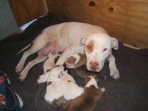 AddorablePitBullpuppies