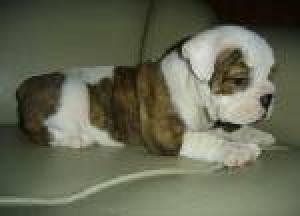 PottyTrainedEnglishbulldogpuppiesforre-homin