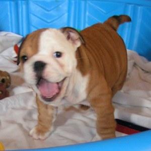 CuteEnglishBulldogpuppy