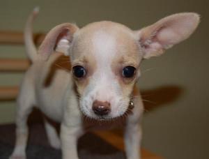 AdorableChihuahuaPuppyforfreeadoption