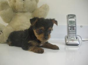 TinyYorkiePuppyforfreeadoption