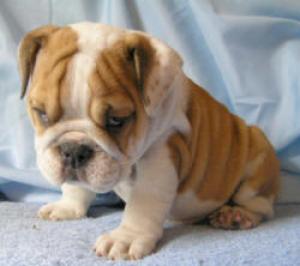 AKCRegisteredEnglishBulldogPuppiesforX-Mas