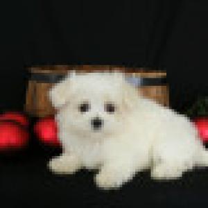 MaltesePuppyforSale