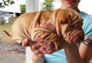 SharPeiPuppiesforSale