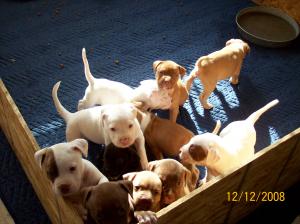 PitbullPuppiesforchristmas