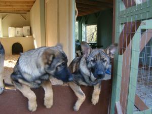 AKCGermanShepherdPups