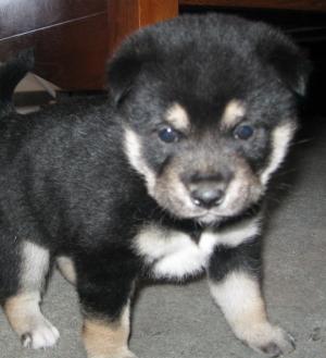 GorgeousShibaInuPuppies