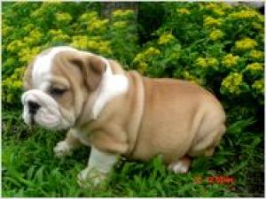 gorgouseenglishbulldogpuppy