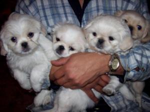 PekingeseandPeekapoosforsale