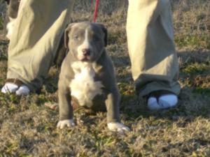 RAZOREDGEGREYLINEPitbullPUPPIES