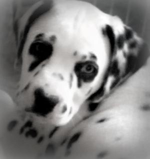 DalmatianPuppiesReady