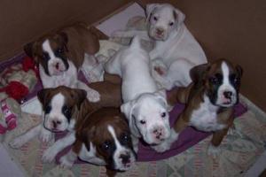 BoxersPuppiesforsale