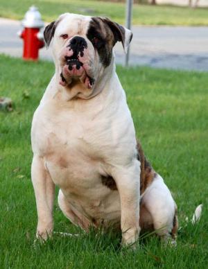 BEAUTIFULNKCRegisteredAmericanBulldogPuppies