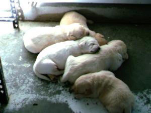 AKCYellowlabpuppies