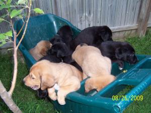 BeautifulGoldenRetrieverBlackLabMixPup