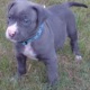 NkcAdorablePitbullTerrierPuppyForFree