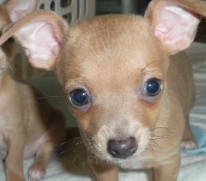 ChihuahuaBabyForSale