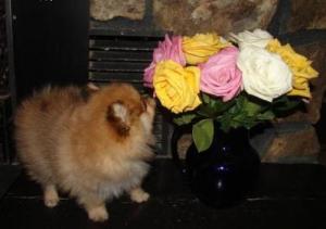 adorablepomeranianpuppiesforsale