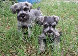 MiniatureSchnauzerpuppies