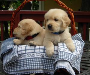 goldenretrieverpupsforsale