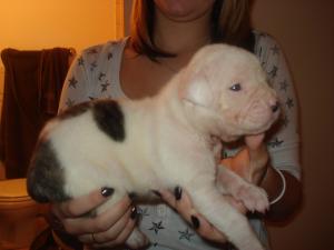 AmericanBulldogPuppies