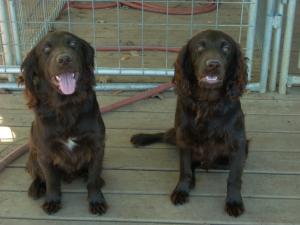 BoykinSpanielsforsale