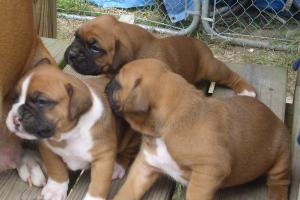 FemaleAKCBoxerPuppyforSale