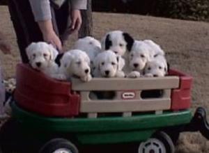 OldEnglishSheepdogPuppies