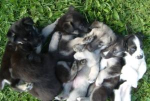 GermanShepherdHuskyPuppiesforSale