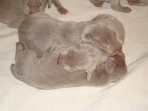 BeautifulSilverWeimPuppies