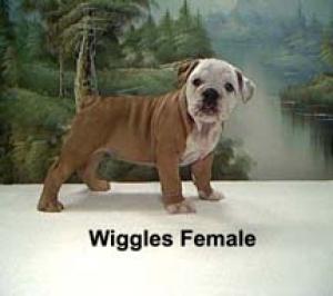 RegisteredEnglishBulldogPuppiesForSale