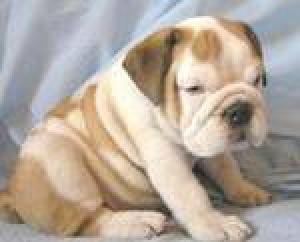 CuteandlovelyEnglishbulldogpuppiesforsale