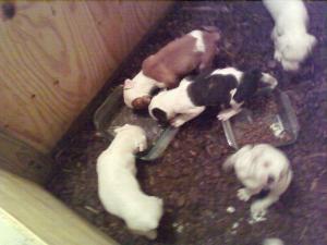 AmericanBulldogPuppies