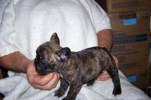 Akcfrenchbulldogpuppies